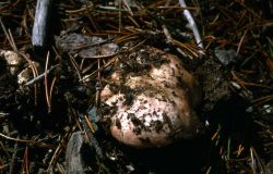 Boletus Mushroom Image