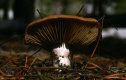 Mushroom Image