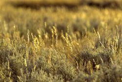Grass & sage in Lamar Valley Image