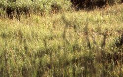 Grass Image