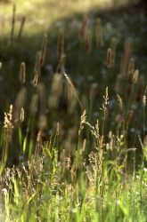Grass heads Image