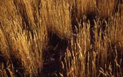 Grass production Image