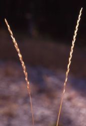 Grass heads Image