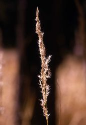 Grass head Image