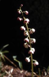 Alpine pyrola (Pyrola asarifolia var. asarifolia) Image