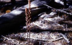 Woodland pinedrops (Pterospora andromedea) Image