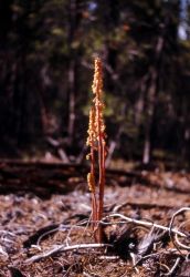 Woodland pinedrops (Pterospora andromedea) Image
