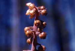 Woodland pinedrops (Pterospora andromedea) Image