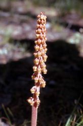 Woodland pinedrops (Pterospora andromedea) Image