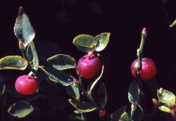Grouseberry (Vaccinium scoparium) Image
