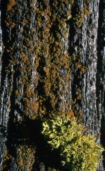 Wolf Lichen Image