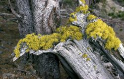 Wolf Lichen Image