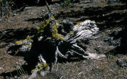 Wolf Lichen Image