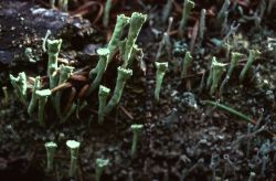 Lichen on rotting log - Cladonia spp Image