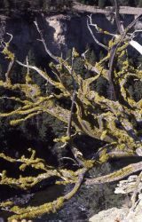 Lichen on uprooted tree in Black Canyon Image