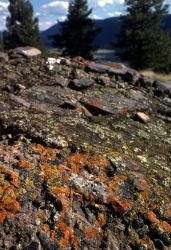 Lichen on rhyolite in the Lamar Valley Image
