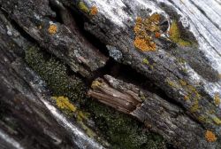 Lichen on wood Image