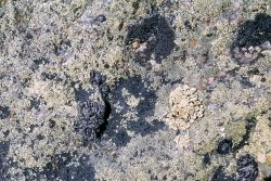 Lichen on a rock Image
