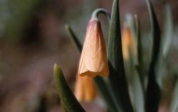 Yellow bell (Fritillaria pudica) Image