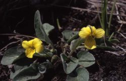 Yellow violet (Viola vallicola) Image