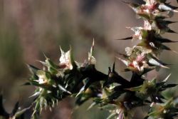 Russian thistle (Salsola tragus) Image