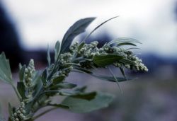 Pigweed in bloom Image