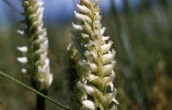 Ladies-tresses (Spiranthes romanzoffiana) Image