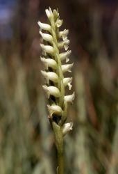 Ladies-tresses (Spiranthes romanzoffiana) Image