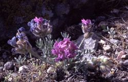 Rabbit-foot crazyweed (Oxytropis lagopus var. lagopus) Image