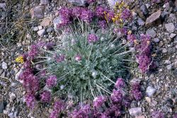 Rabbit-foot crazyweed (Oxytropis lagopus var. lagopus) Image