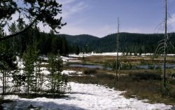 Lodgepole pine encroaching on a meadow Image