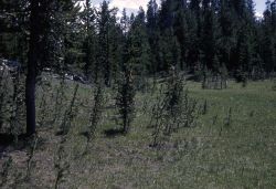 Lodgepole pine encroaching on grassland Image