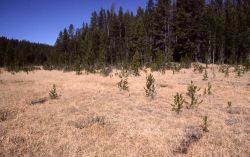 Lodgepole pine encroaching on a meadow Image
