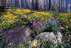 Roadside meadow near Lake Butte overlook road Image