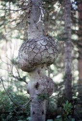 Plant gall Image