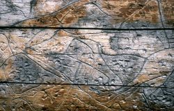 Pine bark beetle signs Image