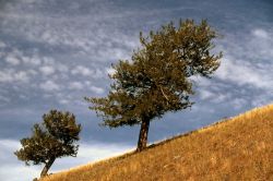 Wind swept Douglas fir on Blacktail Drive Image