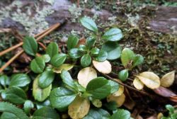 Plant Image