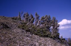 Windswept whitebark pine on Electric Peak Image