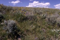 Slope before invasion of dalmation toadflax Image
