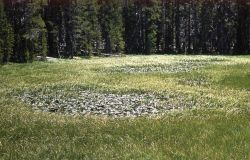 Vegetation choked pond Image
