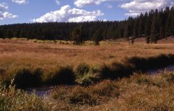 Stream & meadow habitat Image