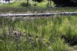 Elephant head in wetland above Octopus Spring Image