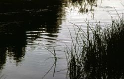 Water plants in winter Image