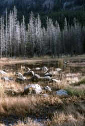 Wet area & drowned trees Image