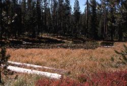 Pond & marsh habitat Image