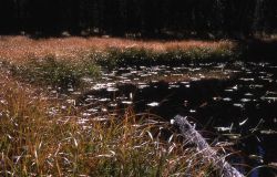 Pond & marsh habitat Image