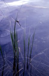 Along Mallard Lake Image