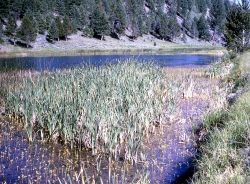 Pond edge at Rainy Lake Image