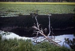 Aquatic vegetation, pond habitat Image
